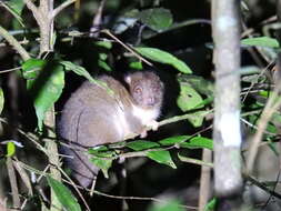 Image of Herbert River Ringtail Possum