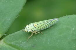 Image of Blue-Green Sharpshooter