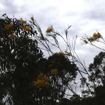 Image of Acacia betchei Maiden & Blakely