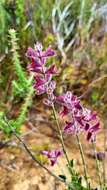 Image of Salvia albicaulis Benth.