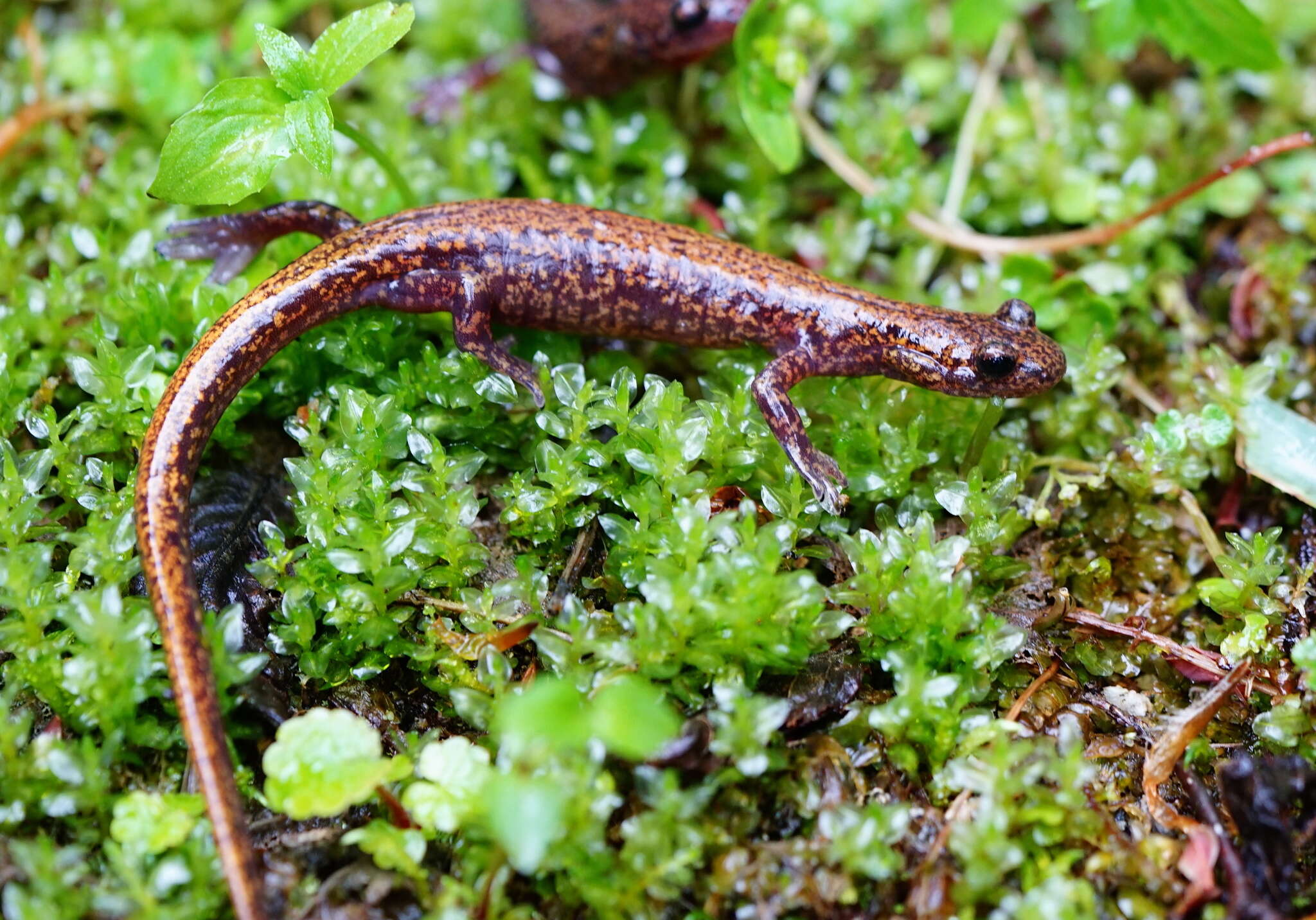 Image of Japanese Clawed Salamander