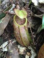 Image of Nepenthes gymnamphora Nees