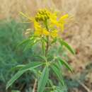 Image of Cleomella lutea (Hook.) Roalson & J. C. Hall