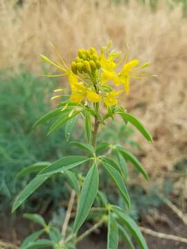 Image of Cleomella lutea (Hook.) Roalson & J. C. Hall