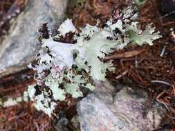 Image of Varied Rag Lichen