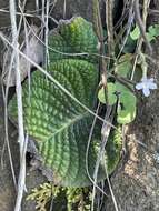 Streptocarpus polyanthus subsp. comptonii (Mansf.) Hilliard resmi