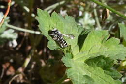 Image of Anthidium maculosum Cresson 1878