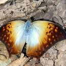 Image of <i>Charaxes <i>acuminatus</i></i> acuminatus