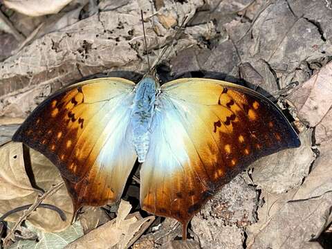 <i>Charaxes <i>acuminatus</i></i> acuminatus resmi