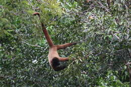 Image of Poeppig's Woolly Monkey