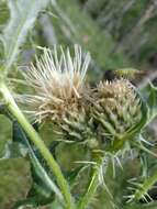 Cirsium clavatum var. americanum (A. Gray) D. J. Keil resmi