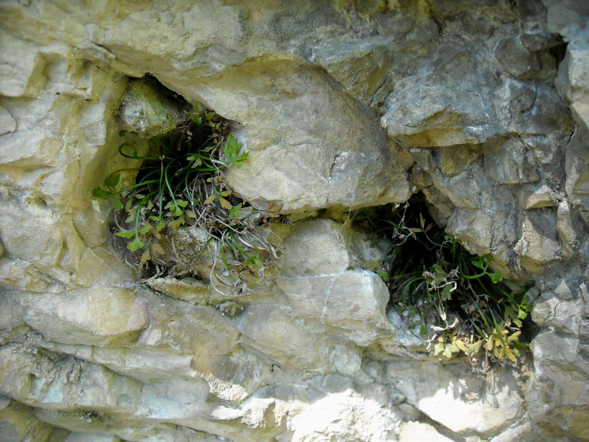 Image of Asplenium seelosii Leybold