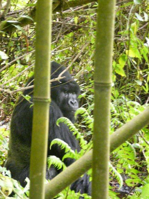 Image of Mountain Gorilla