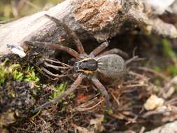 Image of Dolomedes aquaticus Goyen 1888