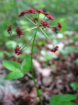 Image of Thaspium trifoliatum var. trifoliatum