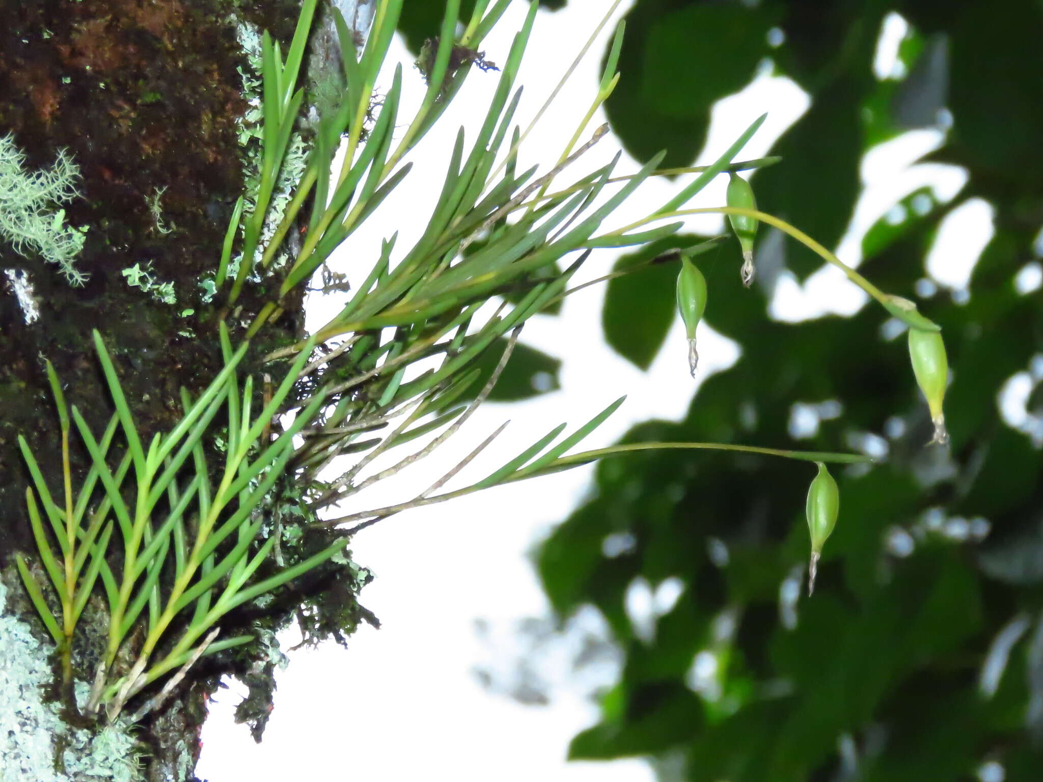 Image of moss tufted orchid