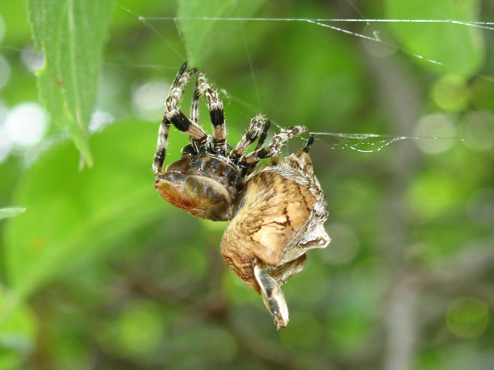 Image of Araneus grossus (C. L. Koch 1844)