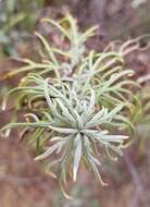 Image of San Diego sagewort