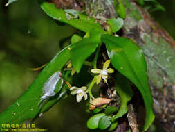 Image of Champion's Orchid