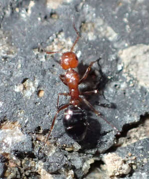 Image of Camponotus bakeri Wheeler 1904