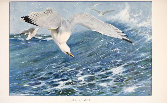 Image of red-billed gull