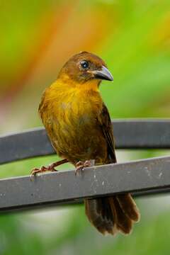 Image of Red-throated Ant Tanager