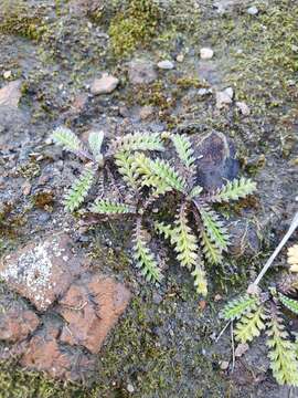 Image of Leptinella calcarea (D. Lloyd) D. G. Lloyd & C. J. Webb