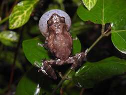 Image of Raorchestes bombayensis (Annandale 1919)