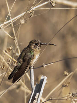 Phaeoptila Gould 1861 resmi