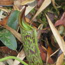 Image of Nepenthes zakriana