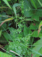 Image of White bedstraw