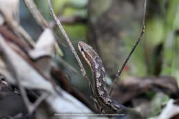 Image of Orange-bellied Racer