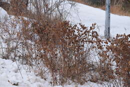 Image of western snowberry