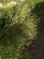 Image of pitted beardgrass