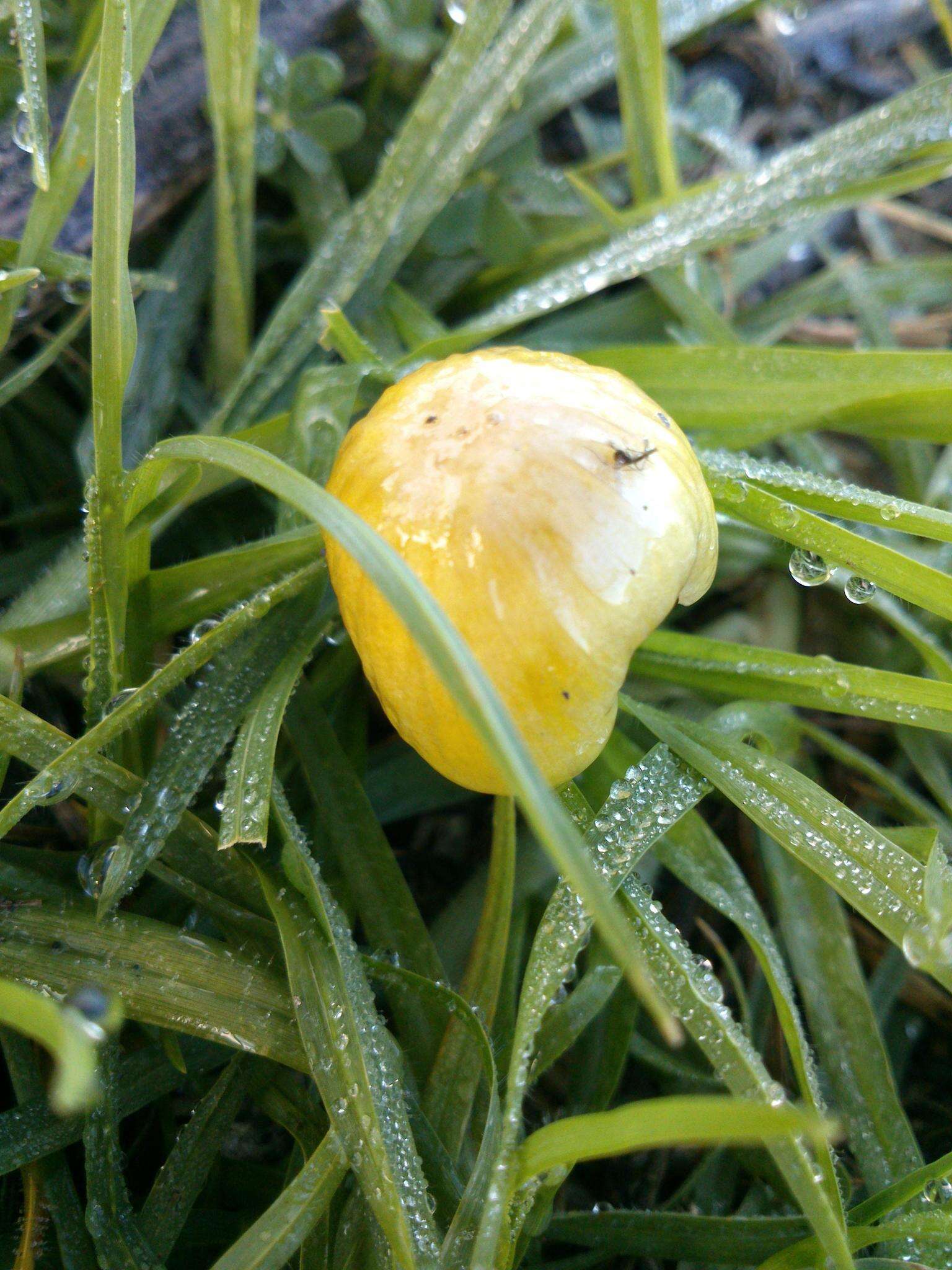 Image of Yellow Fieldcap