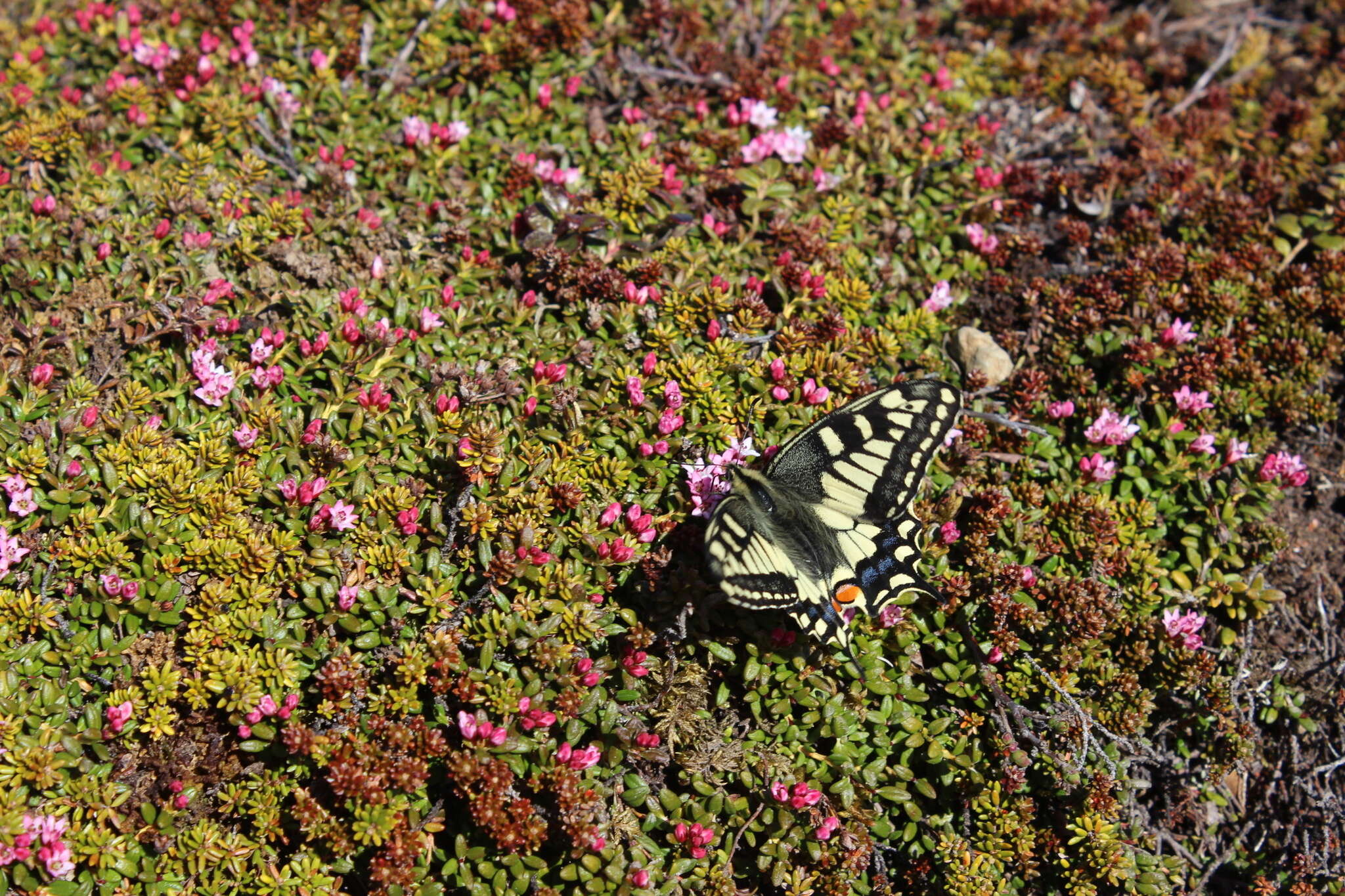 Imagem de <i>Papilio machaon aliaska</i>