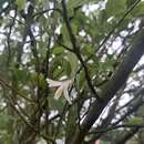 Image of Styrax formosanus Matsum.