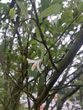 Image of Styrax formosanus Matsum.