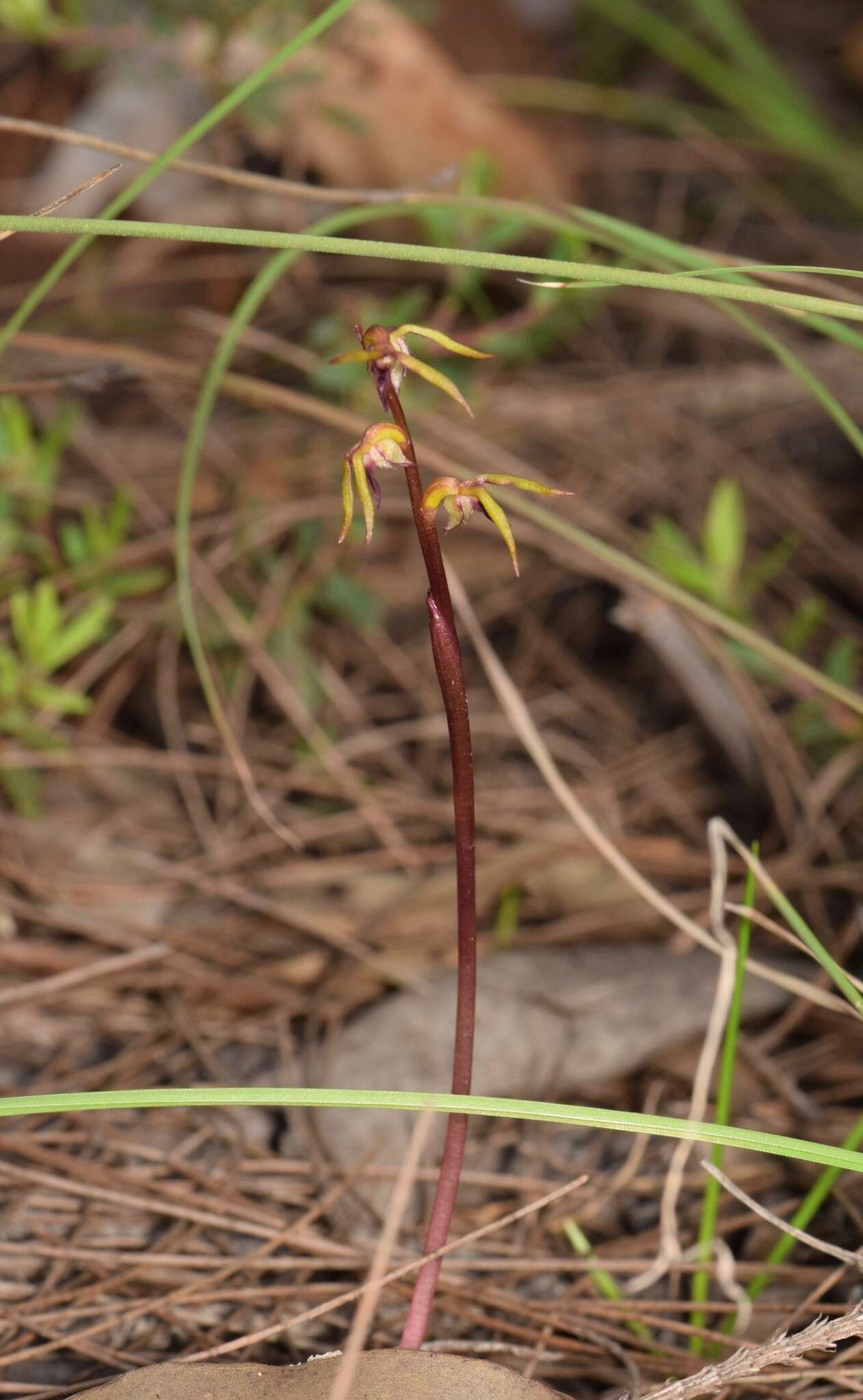 Image of Genoplesium baueri R. Br.