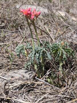 Image of Berlandier's nettlespurge