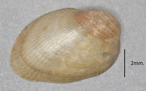 Image of <i>Modiolarca subpicta</i>