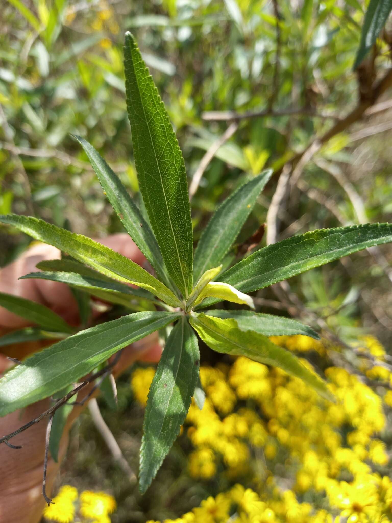 Image of Baccharis punctulata DC.