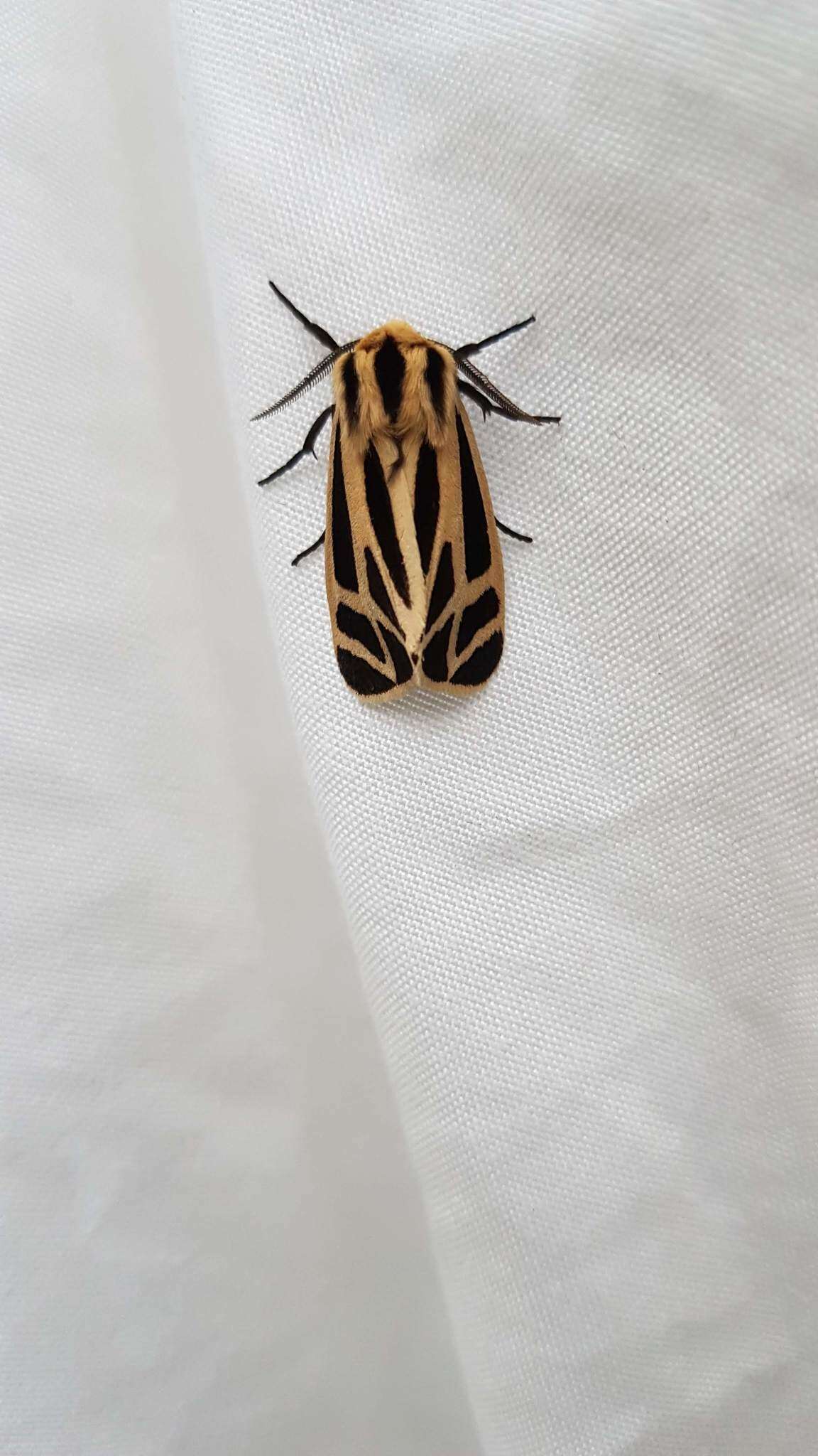 Image of Nais Tiger Moth