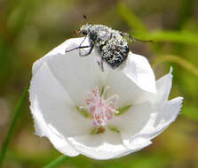 Image of Texas Flower Scarab