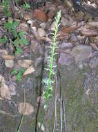 Image of narrow-petal rein orchid