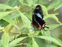 Image of Parides gundlachianus (Felder & Felder 1864)