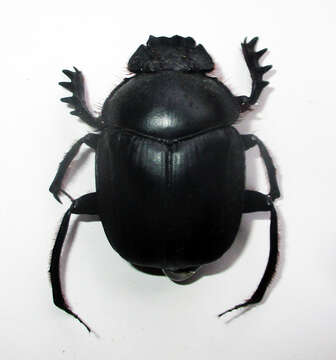 صورة Escarabaeus