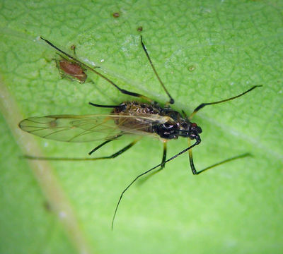 Image of Rose Aphid
