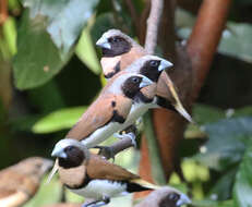 Image of Chestnut-breasted Mannikin