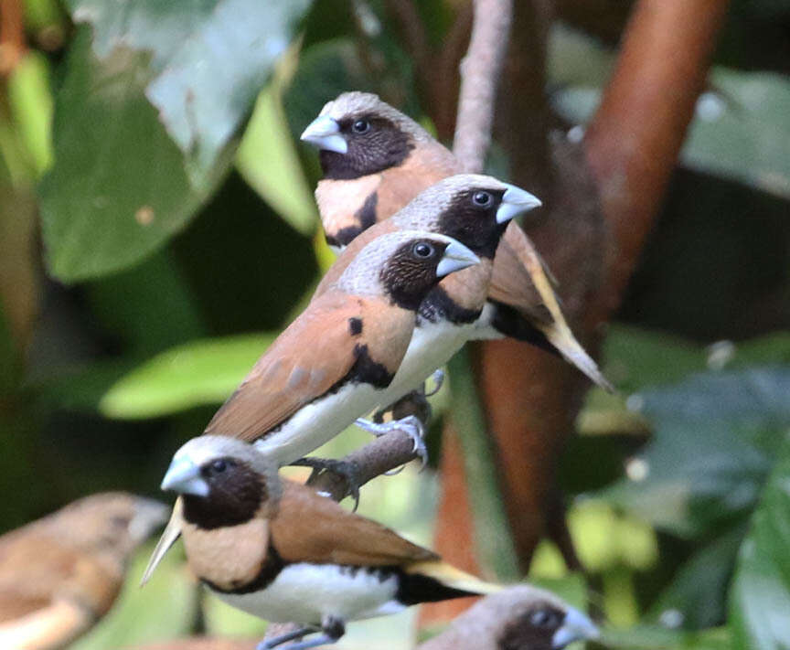 Plancia ëd Lonchura castaneothorax (Gould 1837)